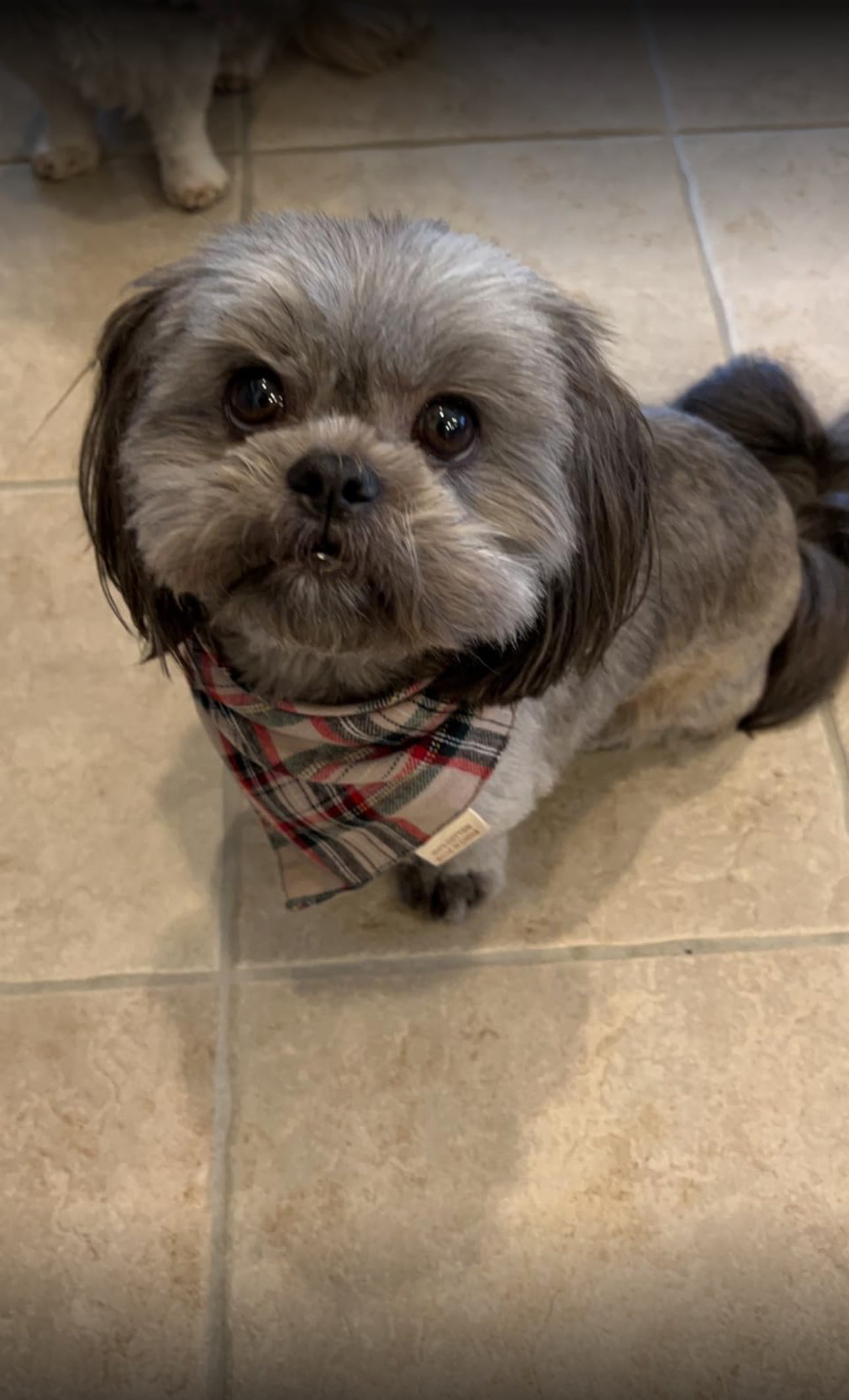 Plaid Dog Bandana Set (5-Pack)